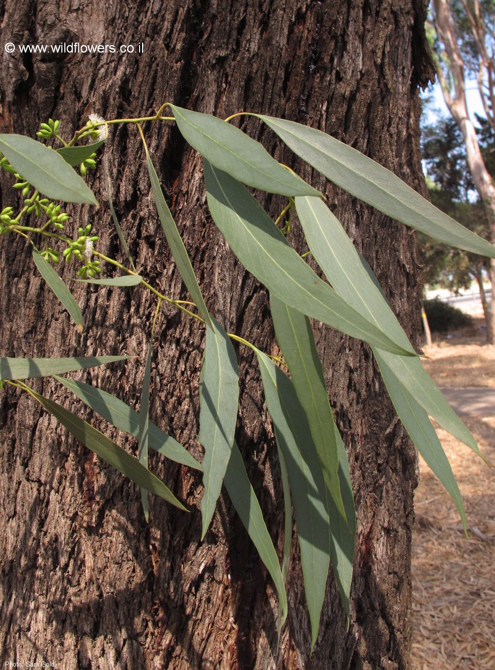 Eucalyptus woollsiana